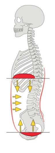 Concentric, Eccentric, Isometric Contractions & The Core. - Fatch