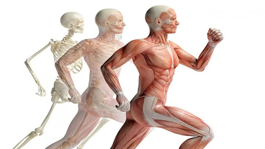 PT 2 What Is Kinesiology And Why It Is So Important For The PT 